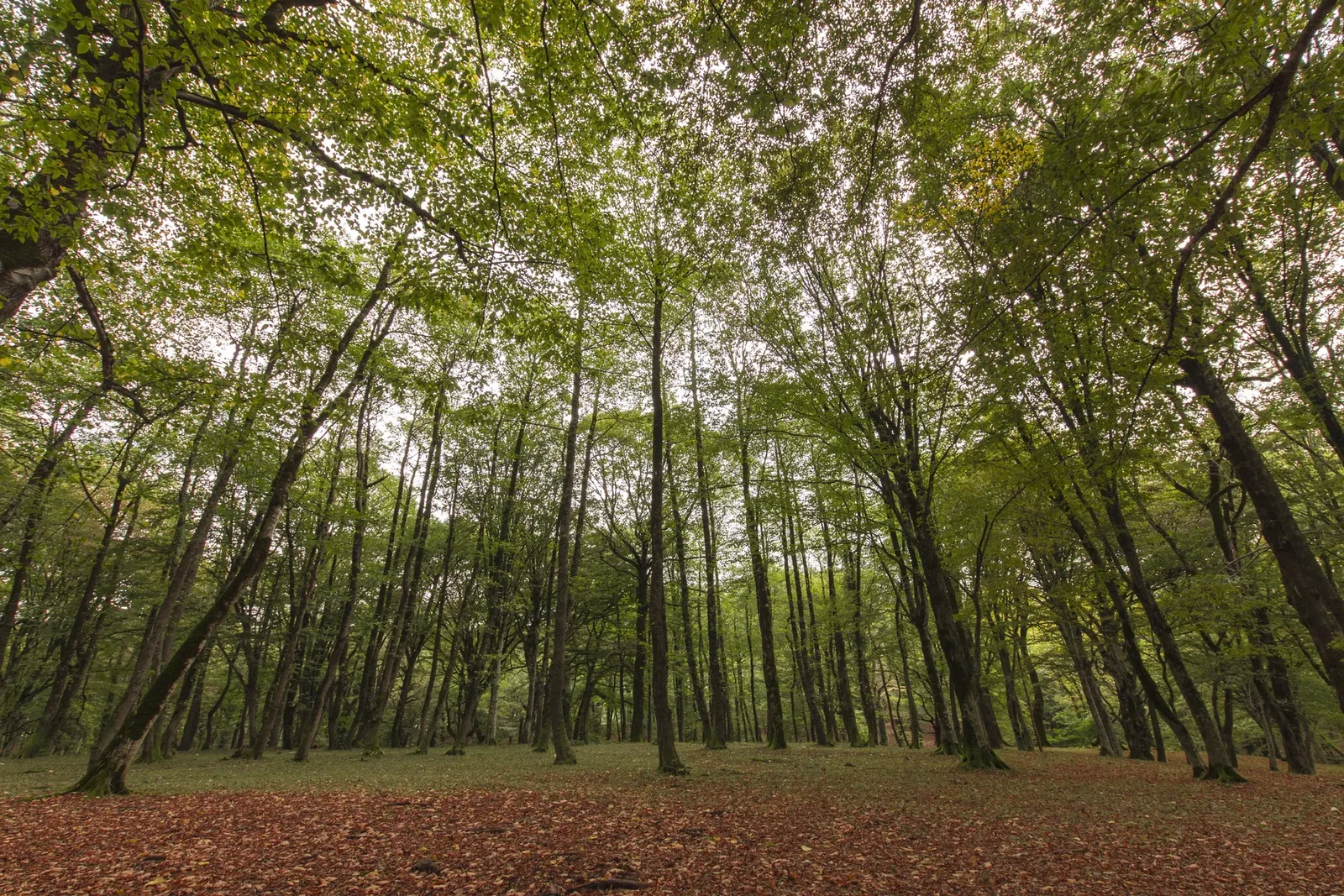 Ajameti Managed Reserve — 3