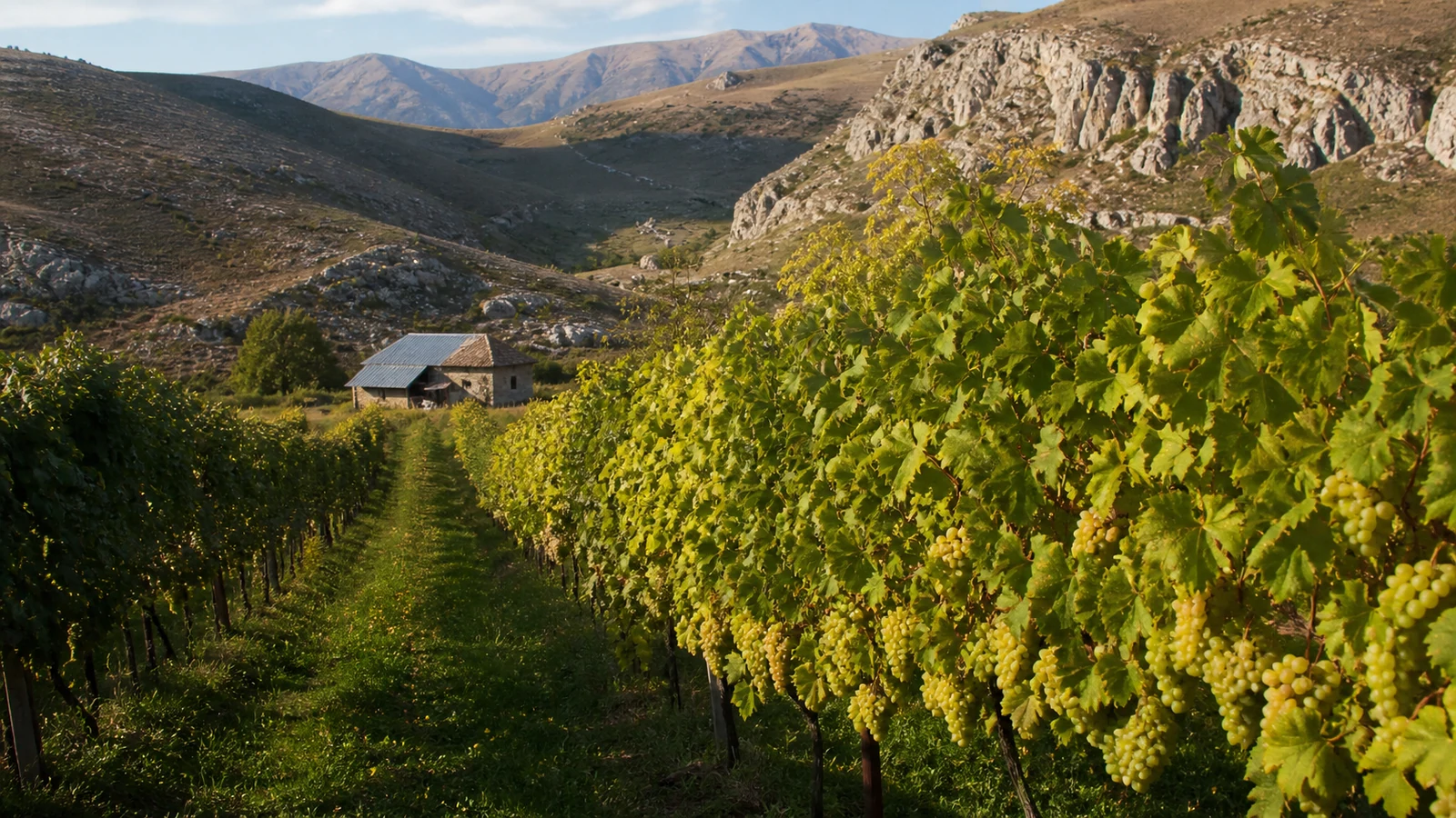 Ateni Valley Wine Cellars — 3