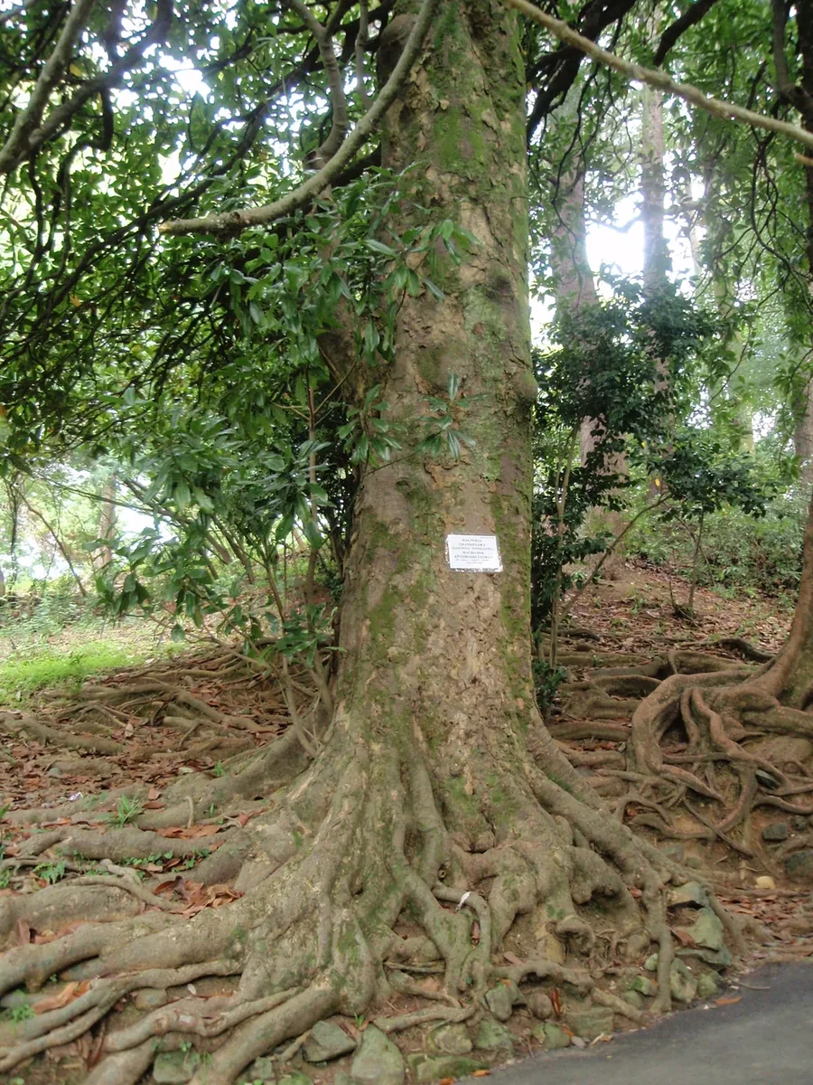 Batumi Botanical Garden — 4
