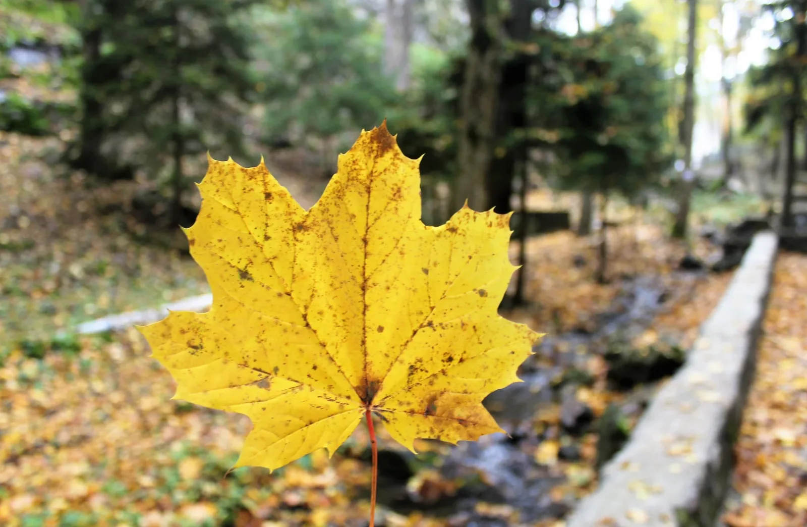 Borjomi-Kharagauli National Park — 4