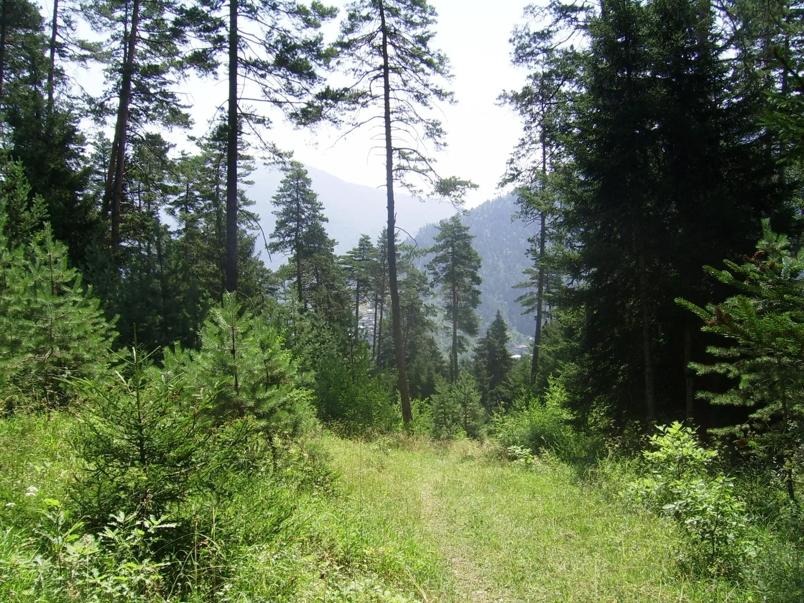 Borjomi-Kharagauli National Park — 5