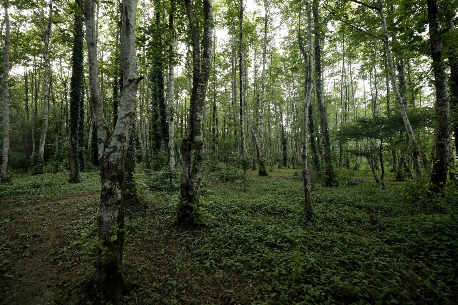 Kolkheti National Park and Lake Paliastomi — 2