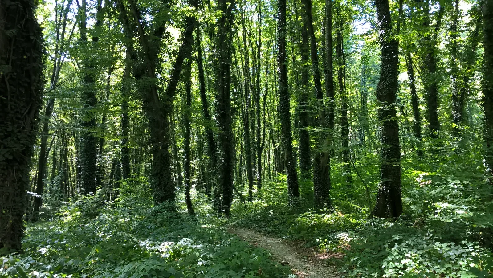 Lagodekhi Protected Areas — 4