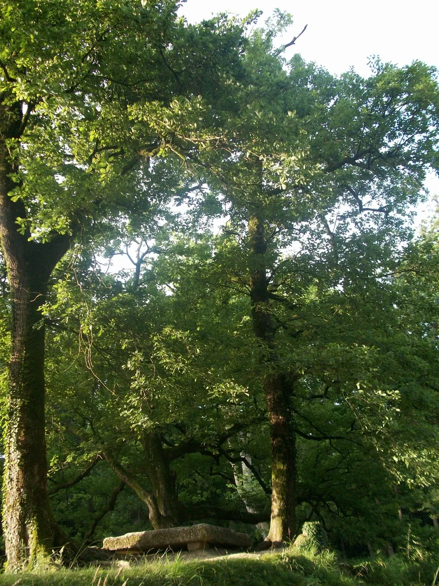 Zugdidi Botanical Garden — 1