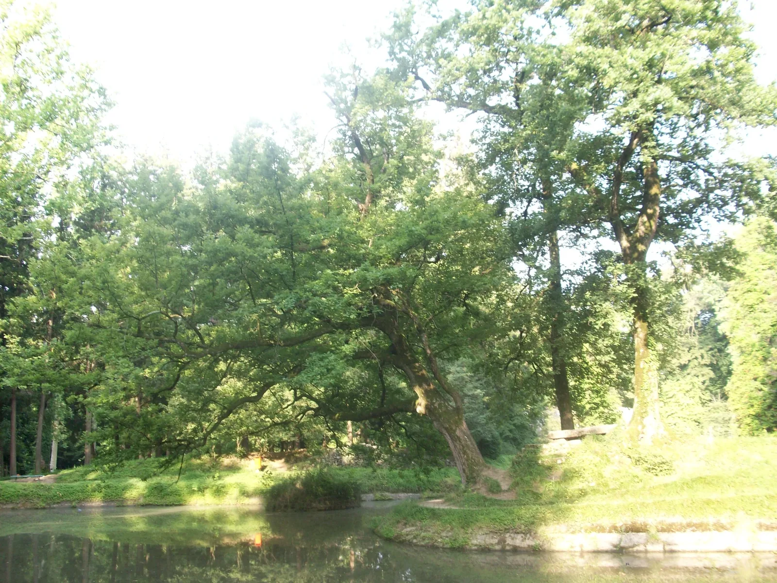 Zugdidi Botanical Garden — 4