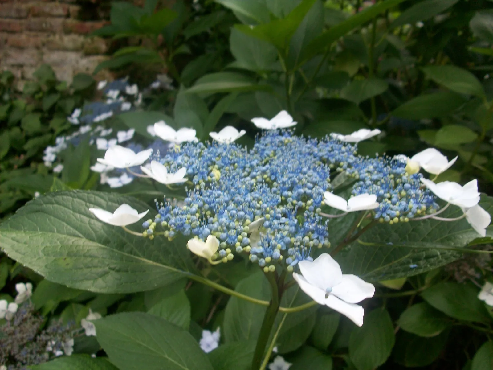 Zugdidi Botanical Garden — 5